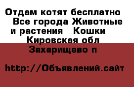 Отдам котят бесплатно  - Все города Животные и растения » Кошки   . Кировская обл.,Захарищево п.